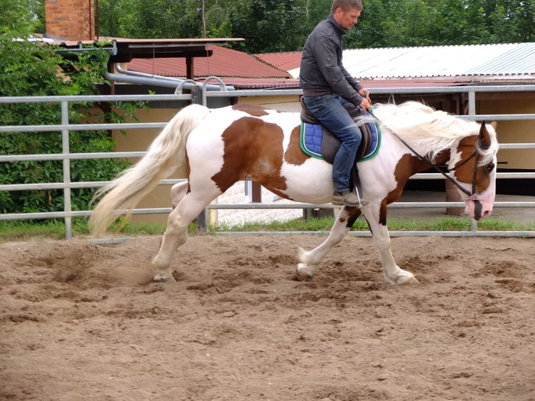 Pinto Horse Mix Giumenta 5 Anni 155 cm Pezzato in Buttstädt