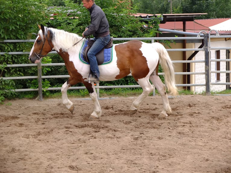 Pinto Horse Mix Giumenta 5 Anni 155 cm Pezzato in Buttstädt