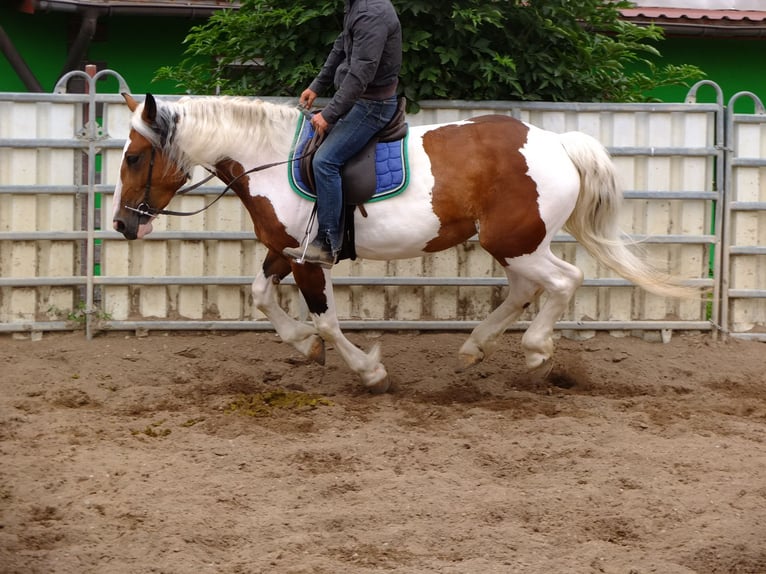 Pinto Horse Mix Giumenta 5 Anni 155 cm Pezzato in Buttstädt