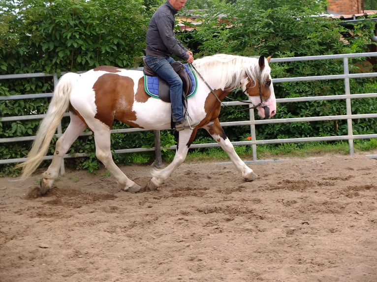 Pinto Horse Mix Giumenta 5 Anni 155 cm Pezzato in Buttstädt