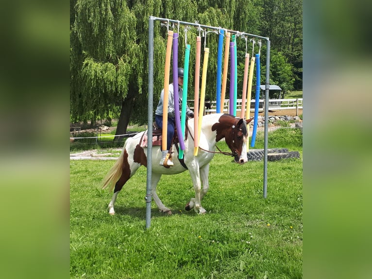 Pinto Horse Giumenta 5 Anni 157 cm Pezzato in Bayerbach