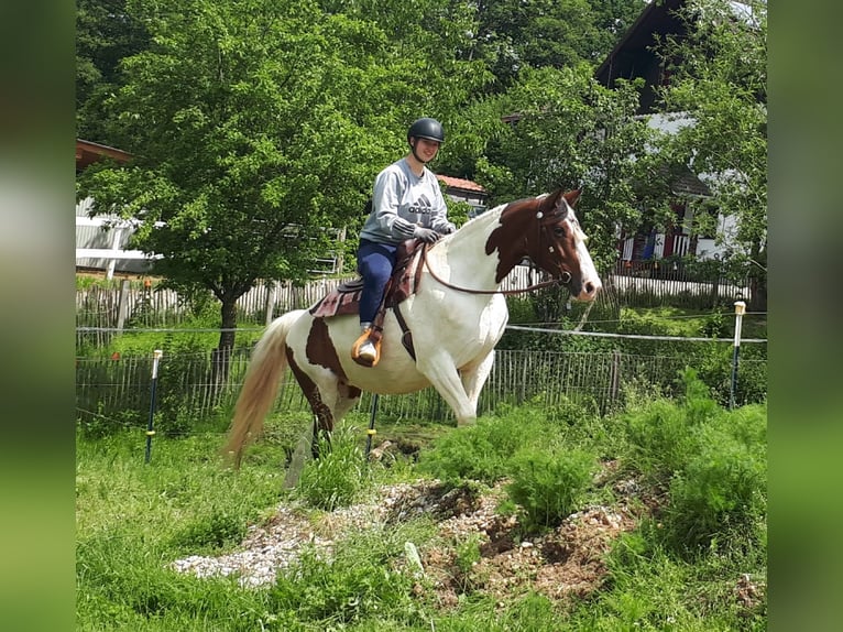 Pinto Horse Giumenta 5 Anni 157 cm Pezzato in Bayerbach