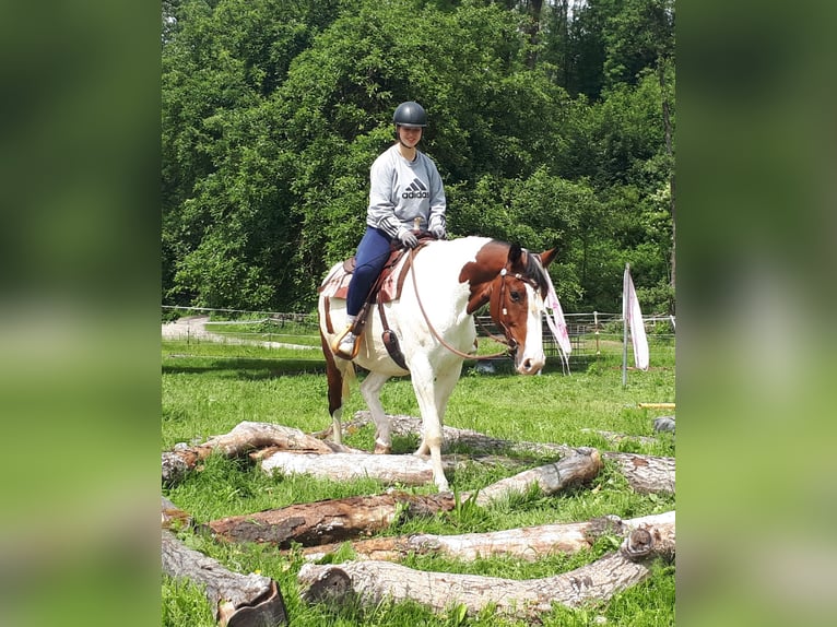 Pinto Horse Giumenta 5 Anni 157 cm Pezzato in Bayerbach