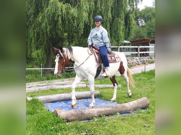 Pinto Horse Giumenta 5 Anni 157 cm Pezzato in Bayerbach