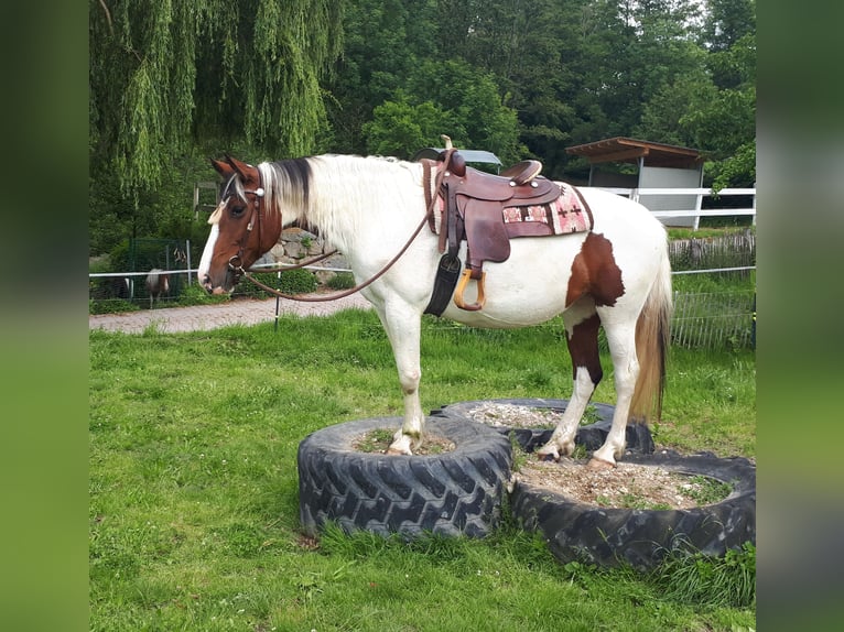 Pinto Horse Giumenta 5 Anni 157 cm Pezzato in Bayerbach