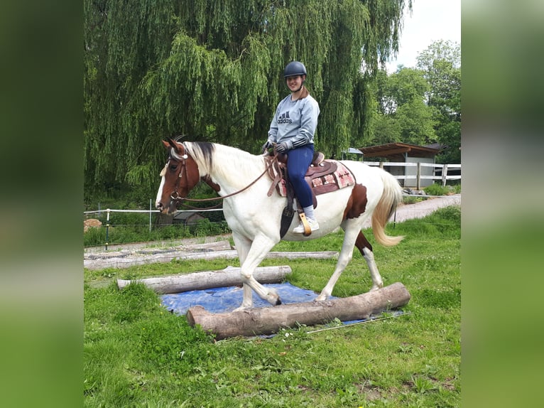 Pinto Horse Giumenta 5 Anni 157 cm Pezzato in Bayerbach