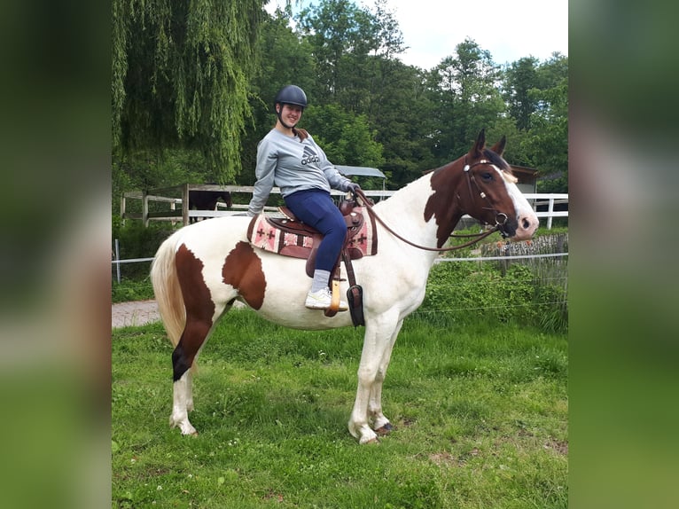 Pinto Horse Giumenta 5 Anni 157 cm Pezzato in Bayerbach