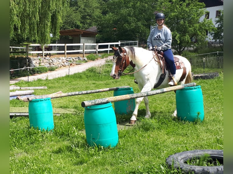 Pinto Horse Giumenta 5 Anni 157 cm Pezzato in Bayerbach