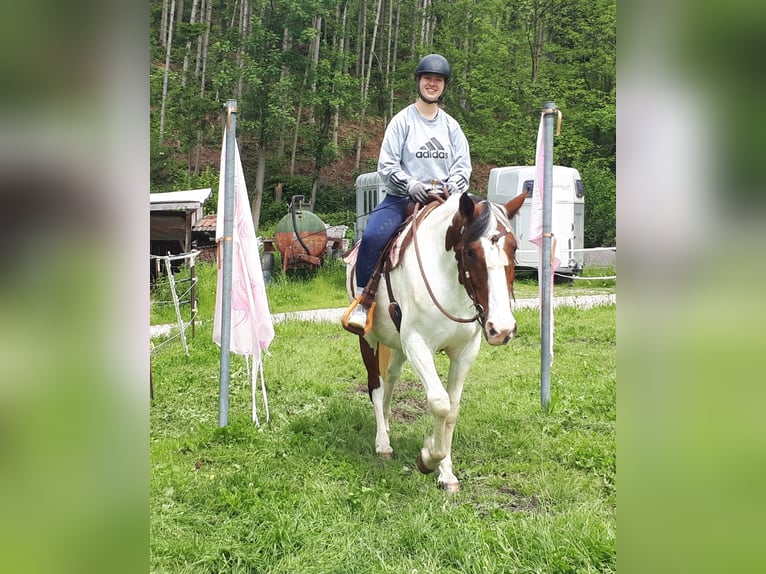 Pinto Horse Giumenta 5 Anni 157 cm Pezzato in Bayerbach