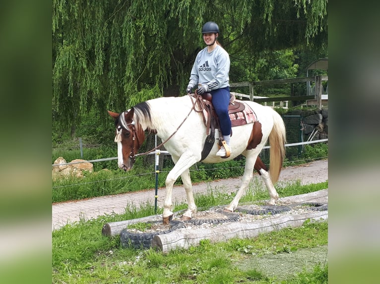 Pinto Horse Giumenta 5 Anni 157 cm Pezzato in Bayerbach