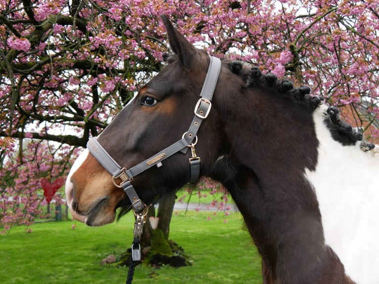 Pinto Horse Giumenta 5 Anni 158 cm in Dorsten