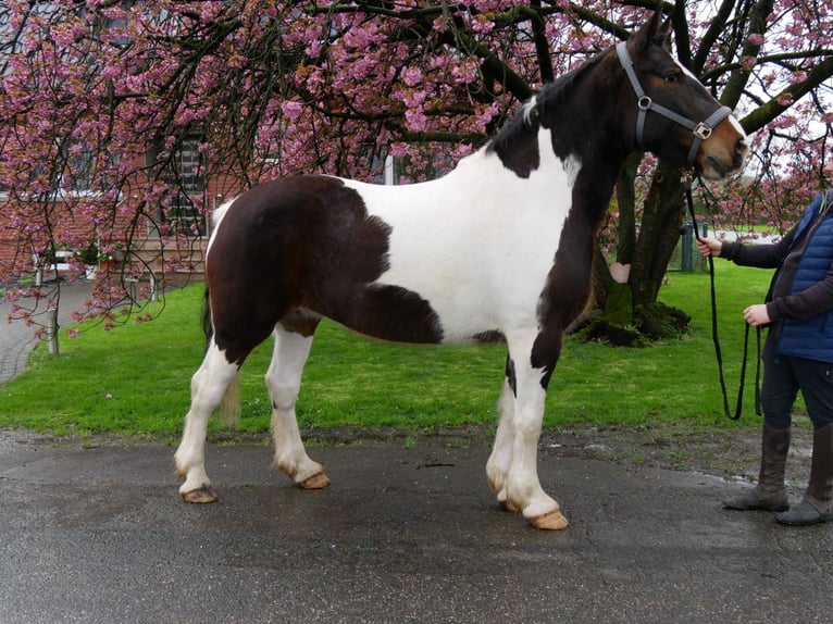 Pinto Horse Giumenta 5 Anni 158 cm in Dorsten