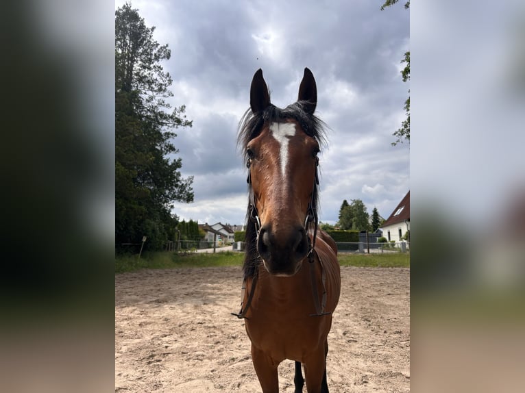 Pinto Horse Mix Giumenta 5 Anni 160 cm Baio in Walsrode