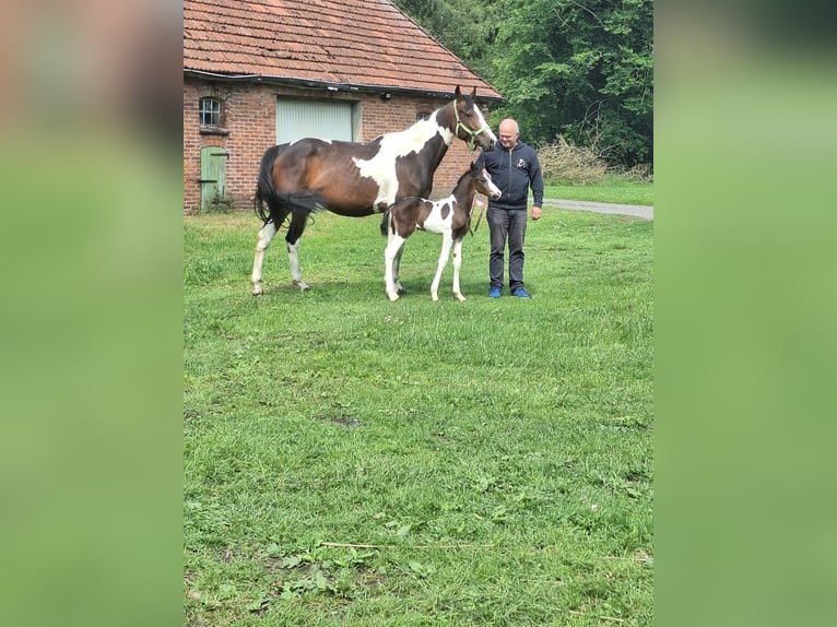 Pinto Horse Giumenta 5 Anni 160 cm Pezzato in Ganderkesee