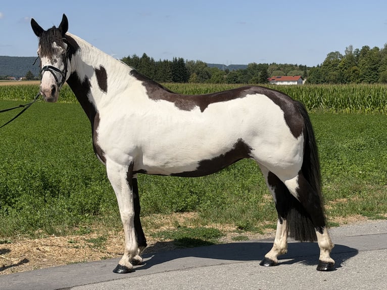 Pinto Horse Mix Giumenta 5 Anni Pezzato in Riedlingen