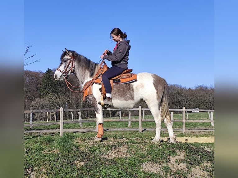 Pinto Horse Giumenta 6 Anni 136 cm Pezzato in Linkenbach