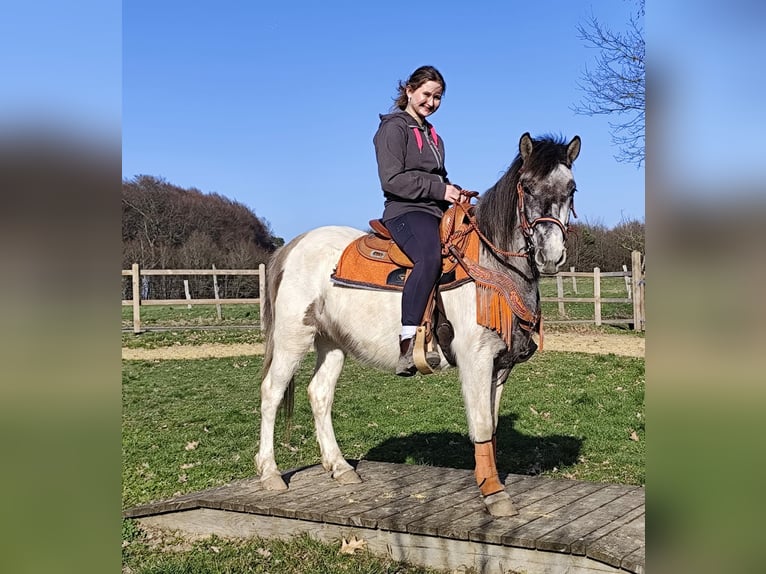 Pinto Horse Giumenta 6 Anni 136 cm Pezzato in Linkenbach