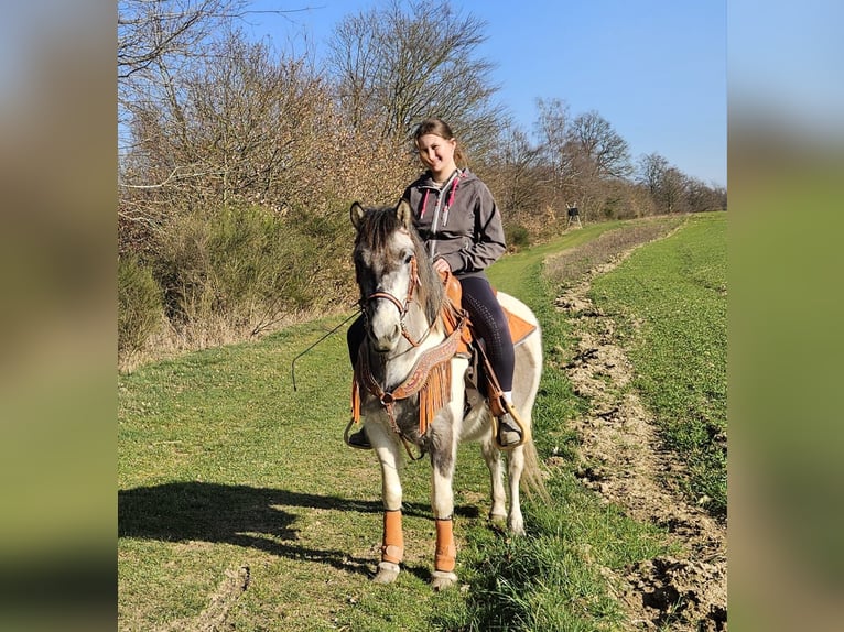 Pinto Horse Giumenta 6 Anni 136 cm Pezzato in Linkenbach