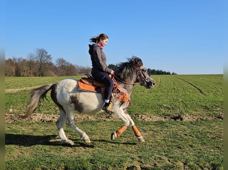 Pinto Horse Giumenta 6 Anni 136 cm Pezzato in Linkenbach