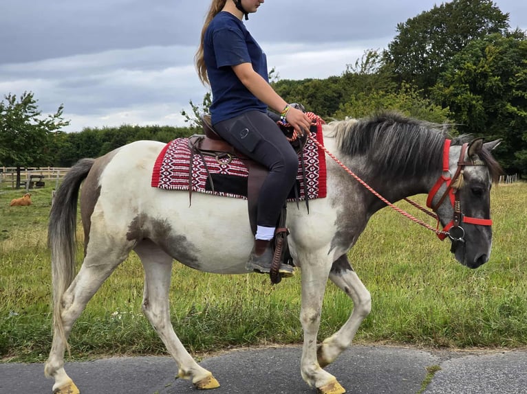 Pinto Horse Giumenta 6 Anni 136 cm Pezzato in Linkenbach