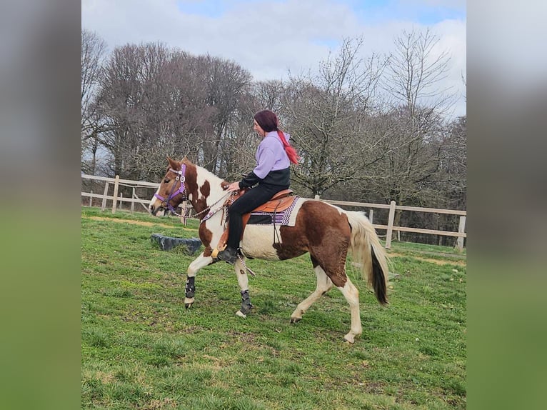 Pinto Horse Giumenta 6 Anni 140 cm Pezzato in Linkenbach
