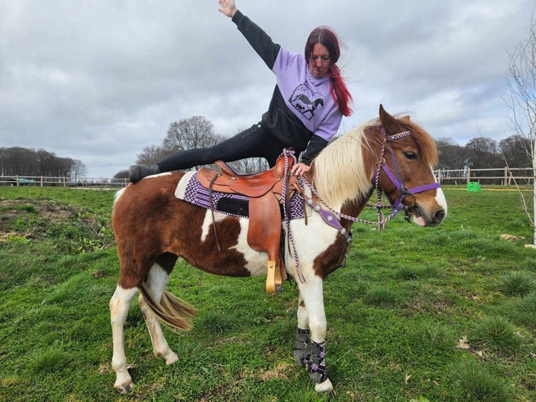 Pinto Horse Giumenta 6 Anni 140 cm Pezzato in Linkenbach
