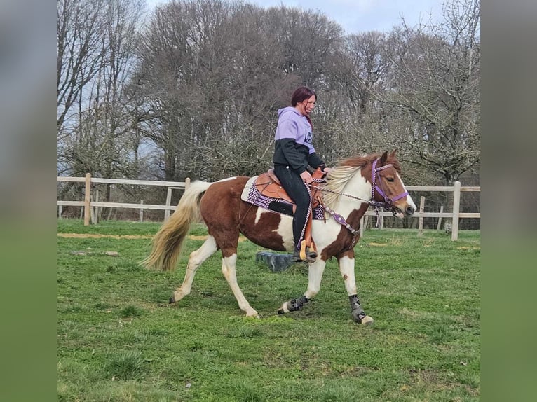 Pinto Horse Giumenta 6 Anni 140 cm Pezzato in Linkenbach