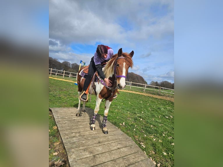 Pinto Horse Giumenta 6 Anni 140 cm Pezzato in Linkenbach