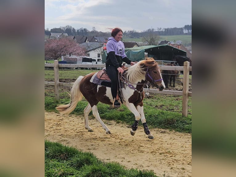 Pinto Horse Giumenta 6 Anni 140 cm Pezzato in Linkenbach