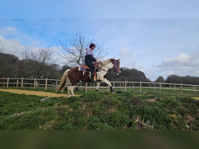 Pinto Horse Giumenta 6 Anni 140 cm Pezzato in Linkenbach