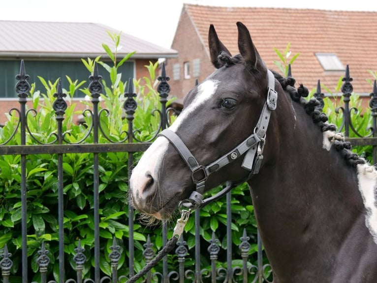 Pinto Horse Giumenta 6 Anni 145 cm in Dorsten