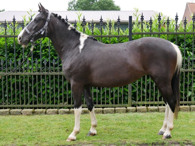 Pinto Horse Giumenta 6 Anni 145 cm in Dorsten