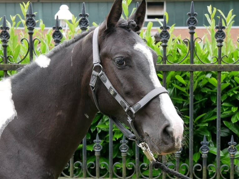 Pinto Horse Giumenta 6 Anni 145 cm in Dorsten