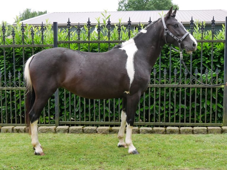 Pinto Horse Giumenta 6 Anni 145 cm in Dorsten