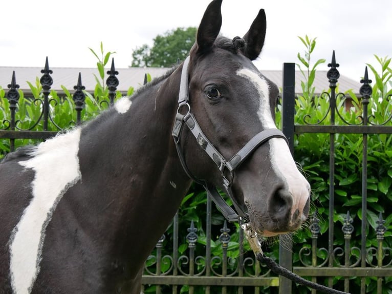 Pinto Horse Giumenta 6 Anni 145 cm in Dorsten