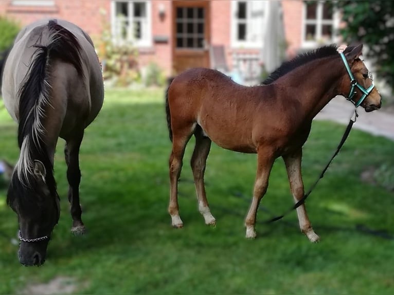 Pinto Horse Mix Giumenta 6 Anni 145 cm in Nottuln