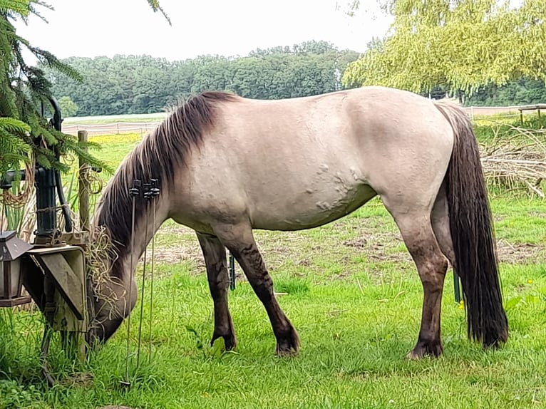 Pinto Horse Mix Giumenta 6 Anni 145 cm in Nottuln