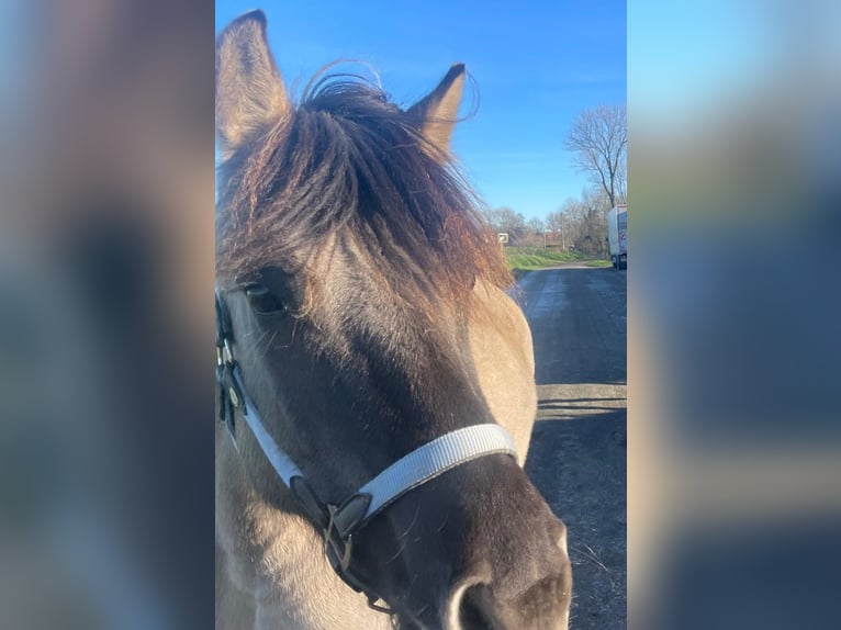 Pinto Horse Mix Giumenta 6 Anni 145 cm in Nottuln