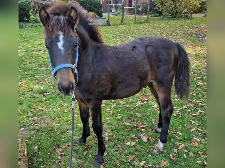 Pinto Horse Mix Giumenta 6 Anni 145 cm in Nottuln