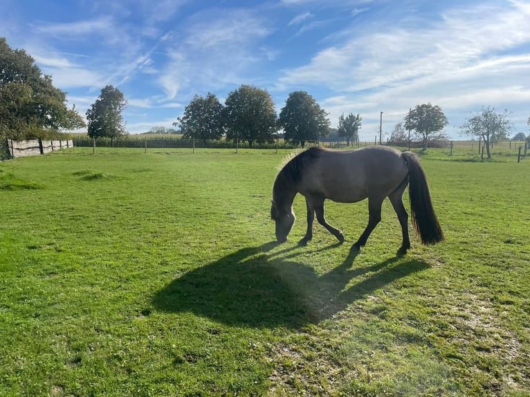 Pinto Horse Mix Giumenta 6 Anni 145 cm in Nottuln