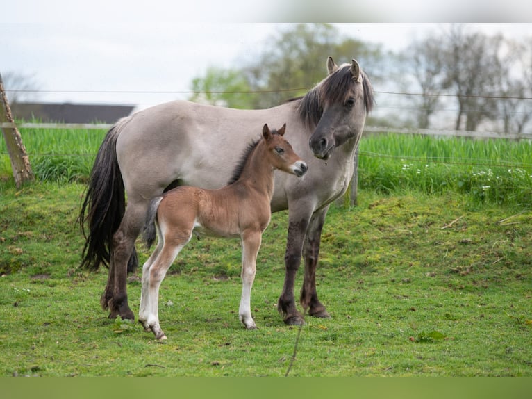 Pinto Horse Mix Giumenta 6 Anni 145 cm Grullo in Nottuln