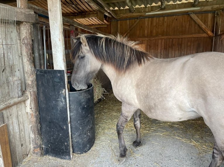 Pinto Horse Mix Giumenta 6 Anni 145 cm Grullo in Nottuln