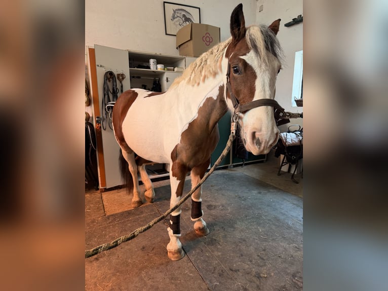 Pinto Horse Giumenta 6 Anni 146 cm Pezzato in F&#xFC;rth
