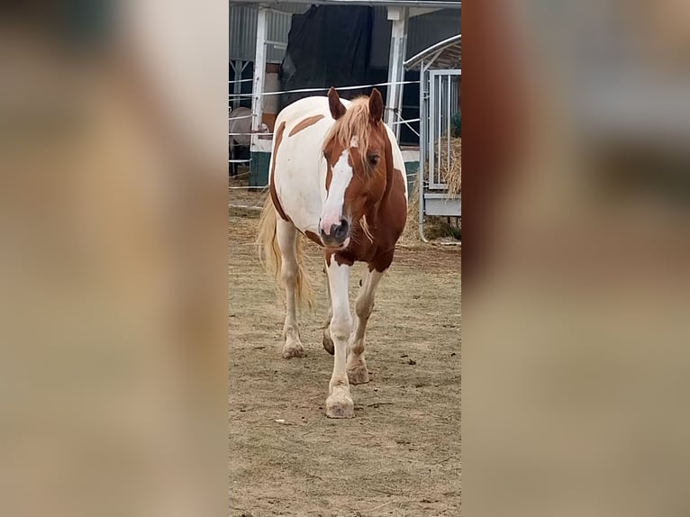Pinto Horse Mix Giumenta 6 Anni 148 cm Pezzato in Kirchhundem