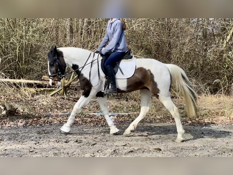 Pinto Horse Giumenta 6 Anni 150 cm  in Würzburg