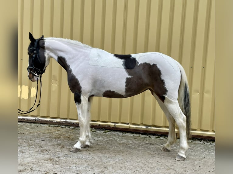 Pinto Horse Giumenta 6 Anni 150 cm Pezzato in Würzburg