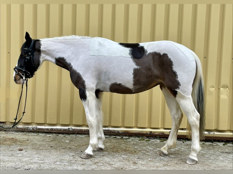 Pinto Horse Giumenta 6 Anni 150 cm Pezzato in Würzburg