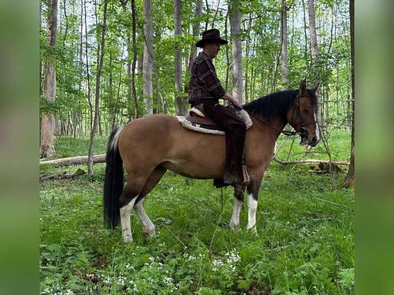 Pinto Horse Giumenta 6 Anni 150 cm Pezzato in Laubach