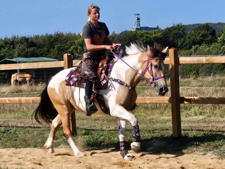 Pinto Horse Giumenta 6 Anni 154 cm Pezzato in Linkenbach