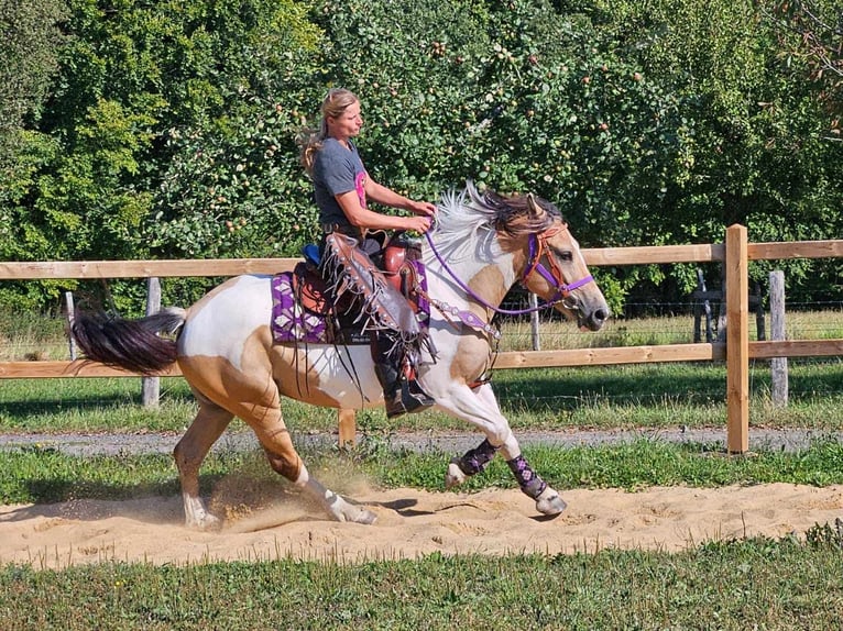 Pinto Horse Giumenta 6 Anni 154 cm Pezzato in Linkenbach